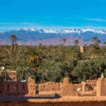 Oasis de las 1000 palmeras